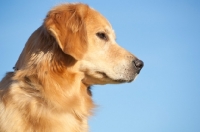 Picture of Golden Retriever profile