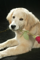 Picture of Golden Retriever pup with rose