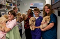 Picture of Golden Retriever puppies at the vets