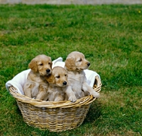 Picture of golden retriever puppies sitting in basket