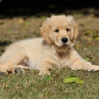Picture of golden retriever puppy 12 weeks old lying down