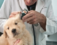 Picture of Golden Retriever puppy at the vets, checking ear