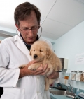 Picture of Golden Retriever puppy at the vets