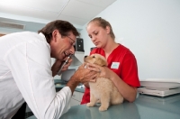 Picture of Golden Retriever puppy at the vets