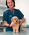 Picture of Golden Retriever puppy at the vets