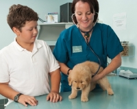 Picture of Golden Retriever puppy at the vets