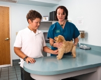 Picture of Golden Retriever puppy at the vets