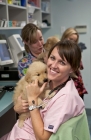 Picture of Golden Retriever puppy at the vets