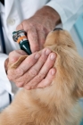 Picture of Golden Retriever puppy at the vets, checking ear