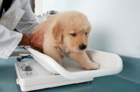 Picture of Golden Retriever puppy at the vets, weiging