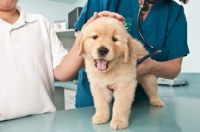 Picture of Golden Retriever puppy at the vets