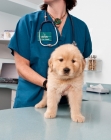 Picture of Golden Retriever puppy at the vets