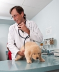 Picture of Golden Retriever puppy at the vets, stethoscope
