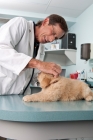 Picture of Golden Retriever puppy at the vets