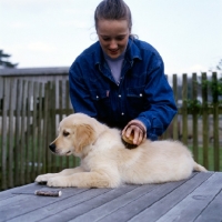 Picture of golden retriever puppy being brushed