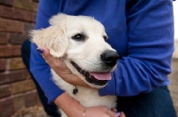Picture of Golden retriever puppy being hugged by owner.