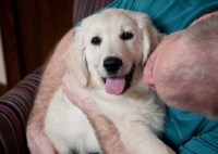 Picture of Golden retriever puppy being snuggled by male owner.