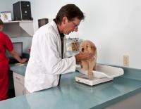Picture of Golden Retriever puppy being weighed at the vets