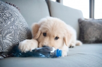 Picture of golden retriever puppy chewing on water bottle