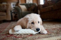 Picture of golden retriever puppy chewing on toy