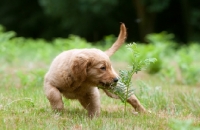 Picture of Golden Retriever puppy discovering plant