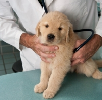 Picture of Golden Retriever puppy getting a health check