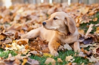 Picture of Golden Retriever puppy in autumn