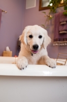 Picture of Golden Retriever puppy in bathtub.