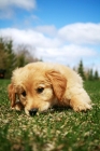 Picture of Golden Retriever puppy laying in grass at park.