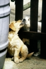 Picture of golden retriever puppy licking anoth dog's face through gate
