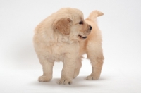 Picture of Golden Retriever puppy, looking away
