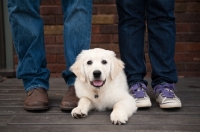 Picture of Golden retriever puppy lying between owners' legs.