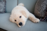 Picture of golden retriever puppy lying down