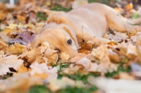 Picture of Golden Retriever Puppy lying in Autumn leaves
