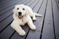 Picture of Golden retriever puppy lying on deck, smiling