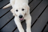 Picture of Golden retriever puppy lying on deck, smiling.