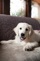 Picture of Golden retriever puppy lying on sofa with front legs splayed.