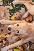 Picture of Golden Retriever puppy lying on leaves