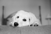 Picture of Golden retriever puppy lying on bed, resting his head.