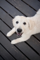 Picture of Golden retriever puppy lying on deck, smiling.