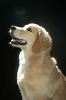 Picture of Golden Retriever puppy on black background