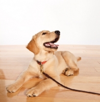 Picture of Golden Retriever puppy on lead