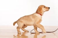 Picture of Golden Retriever puppy on lead