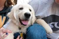 Picture of Golden retriever puppy on owner's leg.