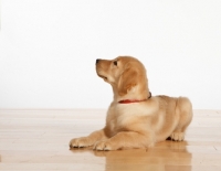 Picture of Golden Retriever puppy on wooden floor