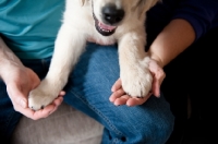 Picture of Golden retriever puppy paws being held by the owners.