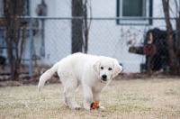 Picture of Golden retriever puppy playing with toy outside.