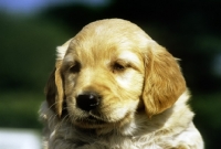 Picture of golden retriever puppy portrait
