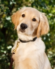 Picture of Golden Retriever puppy portrait