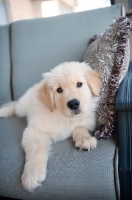 Picture of golden retriever puppy posing on couch